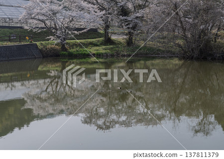 在鮮為人知的天理市內山永久寺,池塘周圍的櫻花盛開,景色令人嘆為觀止。 在鮮為人知的天理市內山永久寺,池塘周圍的櫻花盛開,景色令人嘆為觀止。 137811379