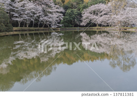 在鮮為人知的天理市內山永久寺,池塘周圍的櫻花盛開,景色令人嘆為觀止。 在鮮為人知的天理市內山永久寺,池塘周圍的櫻花盛開,景色令人嘆為觀止。 137811381