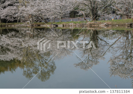 The cherry blossoms surrounding the pond are a sight to behold at the little-known site of Uchiyama Eikyuji Temple in Tenri City. The cherry blossoms surrounding the pond are a sight to behold at the little-known site of Uchiyama Eikyuji Temple in Tenri City. 137811384
