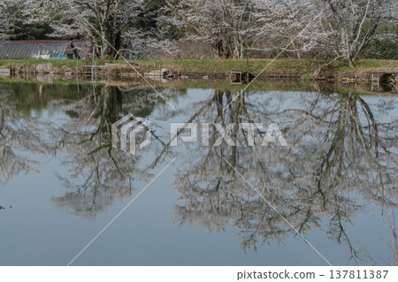 在鮮為人知的天理市內山永久寺，池塘周圍的櫻花盛開，景色令人嘆為觀止。 137811387