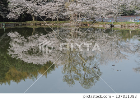 在鮮為人知的天理市內山永久寺,池塘周圍的櫻花盛開,景色令人嘆為觀止。 在鮮為人知的天理市內山永久寺,池塘周圍的櫻花盛開,景色令人嘆為觀止。 137811388