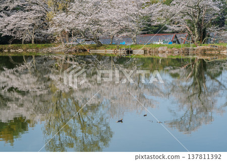 在鮮為人知的天理市內山永久寺,池塘周圍的櫻花盛開,景色令人嘆為觀止。 在鮮為人知的天理市內山永久寺,池塘周圍的櫻花盛開,景色令人嘆為觀止。 137811392