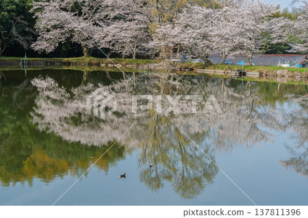 The cherry blossoms surrounding the pond are a sight to behold at the little-known site of Uchiyama Eikyuji Temple in Tenri City. The cherry blossoms surrounding the pond are a sight to behold at the little-known site of Uchiyama Eikyuji Temple in Tenri City. 137811396