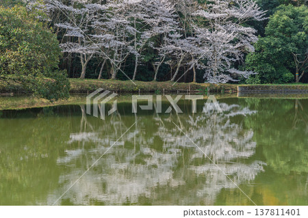 在鮮為人知的天理市內山永久寺,池塘周圍的櫻花盛開,景色令人嘆為觀止。 在鮮為人知的天理市內山永久寺,池塘周圍的櫻花盛開,景色令人嘆為觀止。 137811401