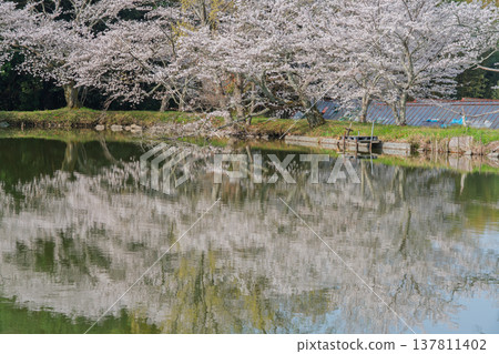 在鮮為人知的天理市內山永久寺,池塘周圍的櫻花盛開,景色令人嘆為觀止。 在鮮為人知的天理市內山永久寺,池塘周圍的櫻花盛開,景色令人嘆為觀止。 137811402