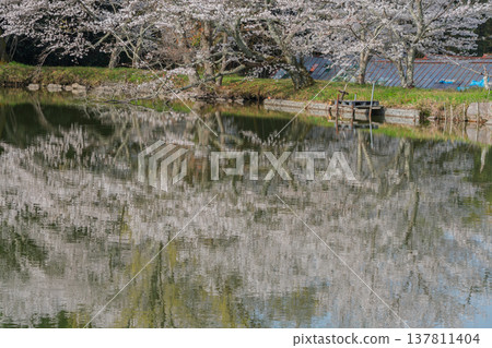 在鮮為人知的天理市內山永久寺,池塘周圍的櫻花盛開,景色令人嘆為觀止。 在鮮為人知的天理市內山永久寺,池塘周圍的櫻花盛開,景色令人嘆為觀止。 137811404