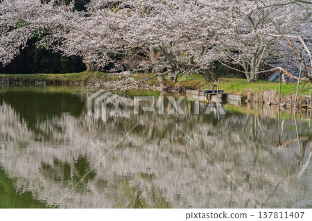 在鮮為人知的天理市內山永久寺,池塘周圍的櫻花盛開,景色令人嘆為觀止。 在鮮為人知的天理市內山永久寺,池塘周圍的櫻花盛開,景色令人嘆為觀止。 137811407