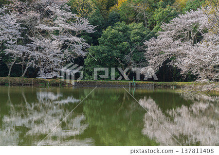 在鮮為人知的天理市內山永久寺，池塘周圍的櫻花盛開，景色令人嘆為觀止。 137811408