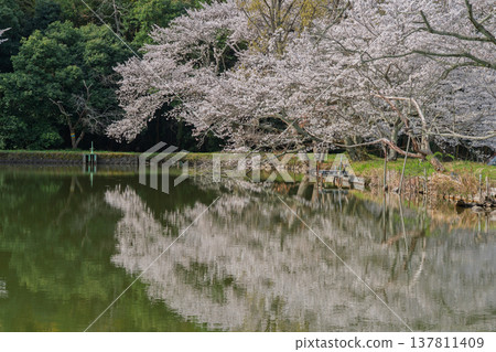 在鮮為人知的天理市內山永久寺,池塘周圍的櫻花盛開,景色令人嘆為觀止。 在鮮為人知的天理市內山永久寺,池塘周圍的櫻花盛開,景色令人嘆為觀止。 137811409