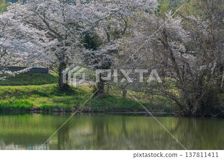The cherry blossoms surrounding the pond are a sight to behold at the little-known site of Uchiyama Eikyuji Temple in Tenri City. The cherry blossoms surrounding the pond are a sight to behold at the little-known site of Uchiyama Eikyuji Temple in Tenri City. 137811411