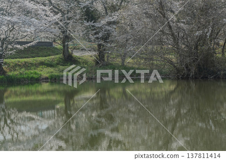在鮮為人知的天理市內山永久寺，池塘周圍的櫻花盛開，景色令人嘆為觀止。 137811414