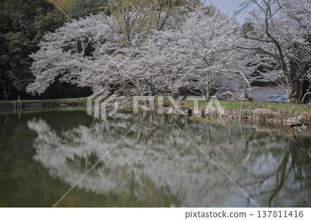 在鮮為人知的天理市內山永久寺,池塘周圍的櫻花盛開,景色令人嘆為觀止。 在鮮為人知的天理市內山永久寺,池塘周圍的櫻花盛開,景色令人嘆為觀止。 137811416