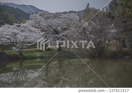 The cherry blossoms surrounding the pond are a sight to behold at the little-known site of Uchiyama Eikyuji Temple in Tenri City. 137811417