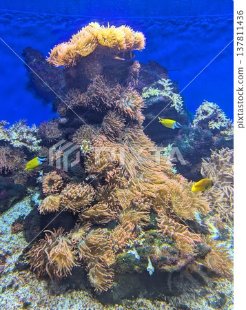 Yellow tropical fish swimming near coral reef Yellow tropical fish swimming near coral reef 137811436