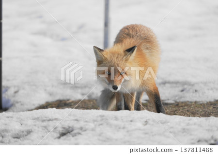 A red fox appeared in the snowfield. 137811488