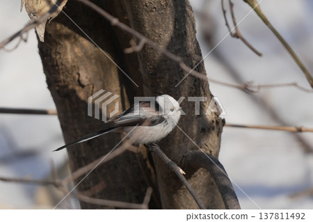 Shimaneenaga sticks to branches Shimaneenaga sticks to branches 137811492
