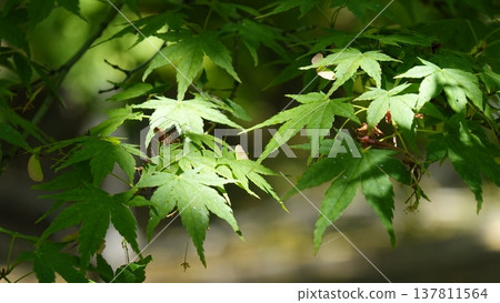 Blue maple Blue maple 137811564