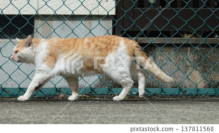 Cute cat 137811568