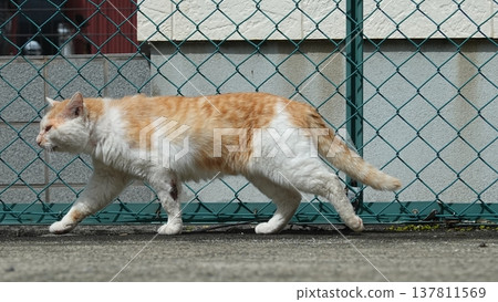 Cute cat 137811569