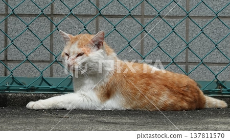 Cute cat 137811570
