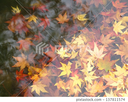 漂浮在水中的秋葉 漂浮在水中的秋葉 137811574