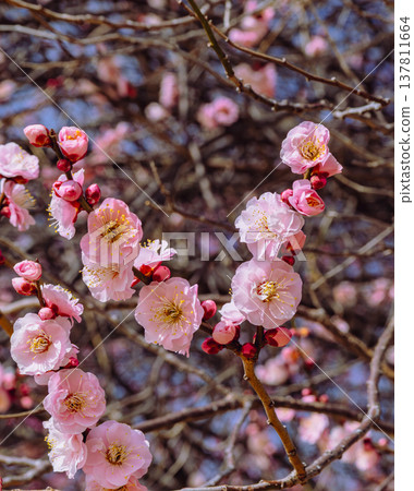 Plum blossoms telling the spring Plum blossoms telling the spring 137811664