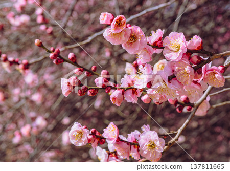 Plum blossoms telling the arrival of spring 137811665
