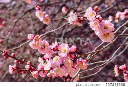 Red plum blossoms that shine in the blue sky Red plum blossoms that shine in the blue sky 137811666