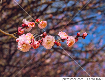 Red plum blossoms that shine in the blue sky 137811669