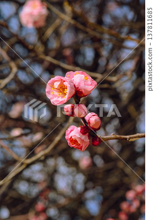 梅花芽等待春天 梅花芽等待春天 137811685