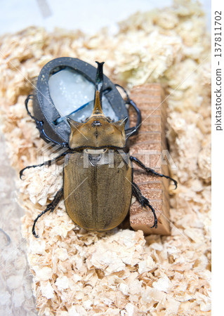 Elephant beetle on a tree Elephant beetle on a tree 137811702