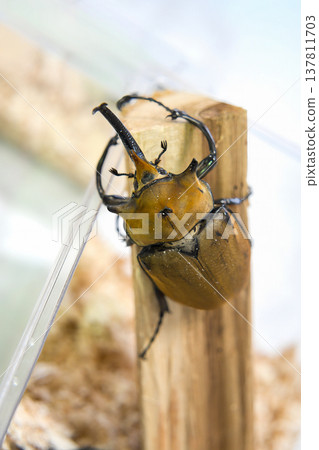 Elephant beetle on a tree 137811703