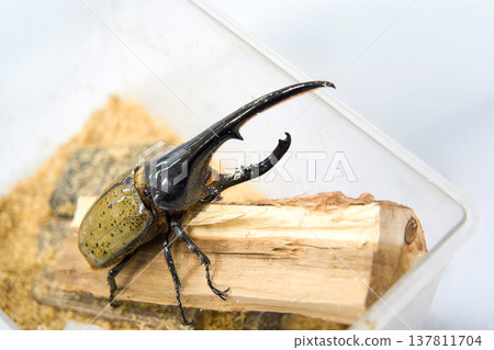 Hercules beetle on a tree Hercules beetle on a tree 137811704