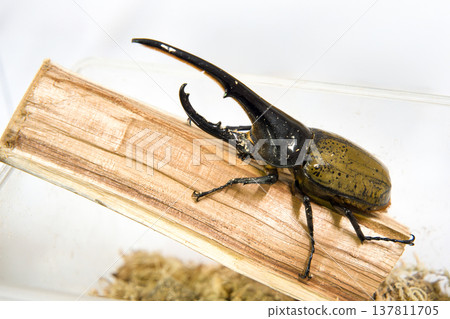 Hercules beetle on a tree Hercules beetle on a tree 137811705