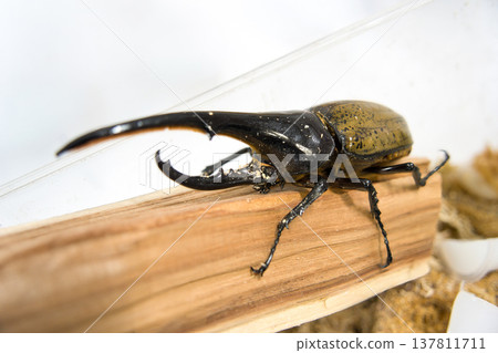 Hercules beetle on a tree Hercules beetle on a tree 137811711