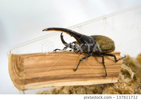 Hercules beetle on a tree Hercules beetle on a tree 137811712