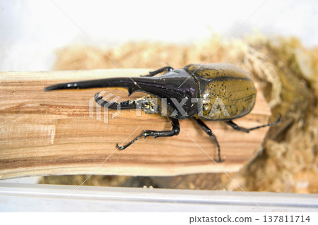 Hercules beetle on a tree Hercules beetle on a tree 137811714