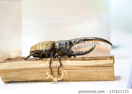 Hercules beetle on a tree Hercules beetle on a tree 137811715
