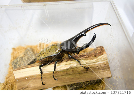 Hercules beetle on a tree Hercules beetle on a tree 137811716