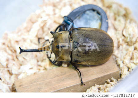 Elephant beetle on a tree Elephant beetle on a tree 137811717