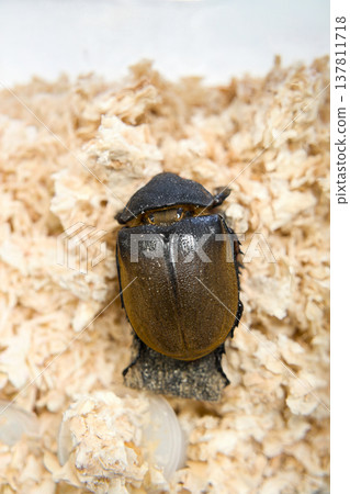 Elephant beetle (female) Elephant beetle (female) 137811718