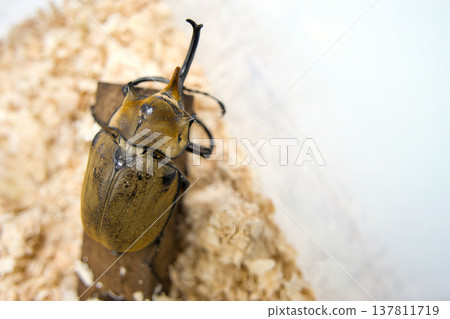 Elephant beetle on a tree Elephant beetle on a tree 137811719