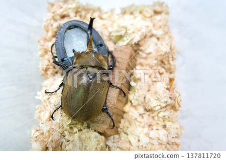 Elephant beetle on a tree Elephant beetle on a tree 137811720