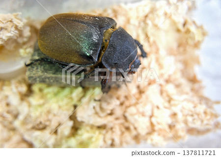 Elephant beetle (female) 137811721