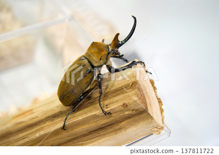 Elephant beetle on a tree Elephant beetle on a tree 137811722