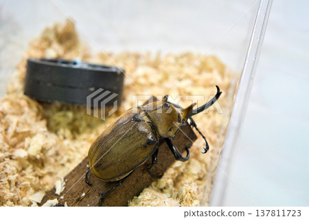 Elephant beetle on a tree Elephant beetle on a tree 137811723