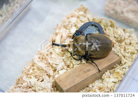 Elephant beetle on a tree Elephant beetle on a tree 137811724