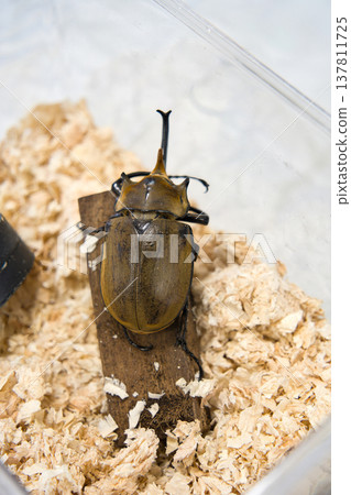 Elephant beetle on a tree Elephant beetle on a tree 137811725