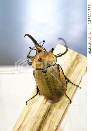Elephant beetle on a tree Elephant beetle on a tree 137811726