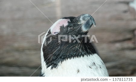 Cute penguin 137811735